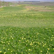 image007