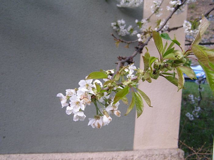 P4210007